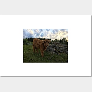 Scottish Highland Cattle Calf 1775 Posters and Art